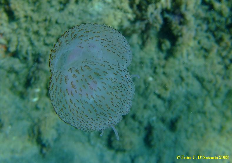 Cotylorhiza tuberculata e Pelagia noctiluca malformata